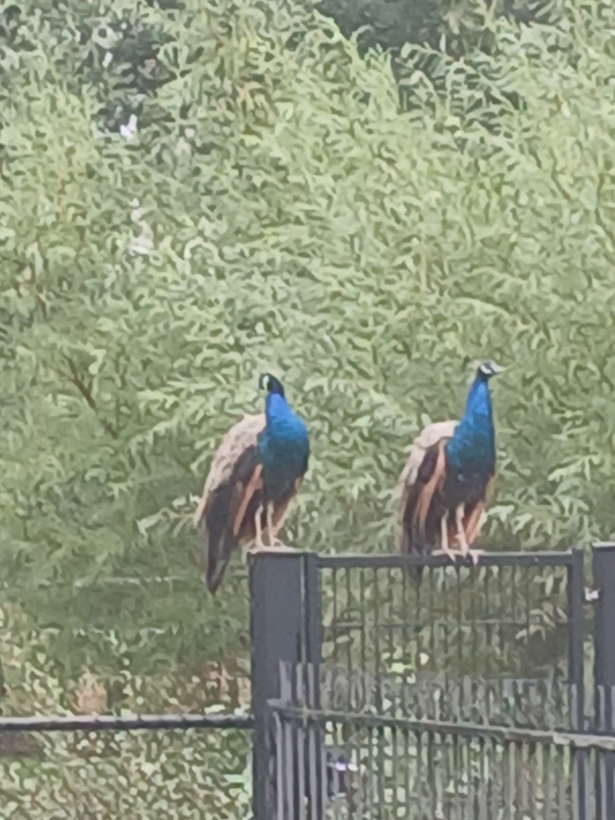 pauwen te koop, Dieren en Toebehoren, Mannelijk, Overige soorten