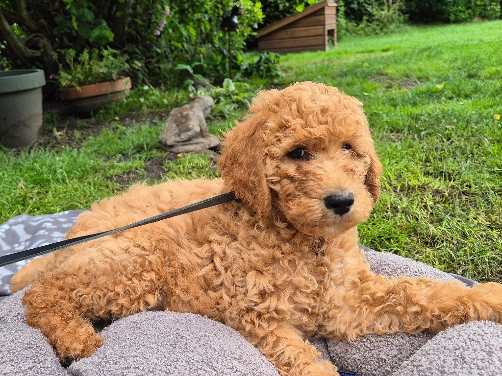 Labradoodles pups, Overige rassen, 8 tot 15 weken, Meerdere, Meerdere dieren