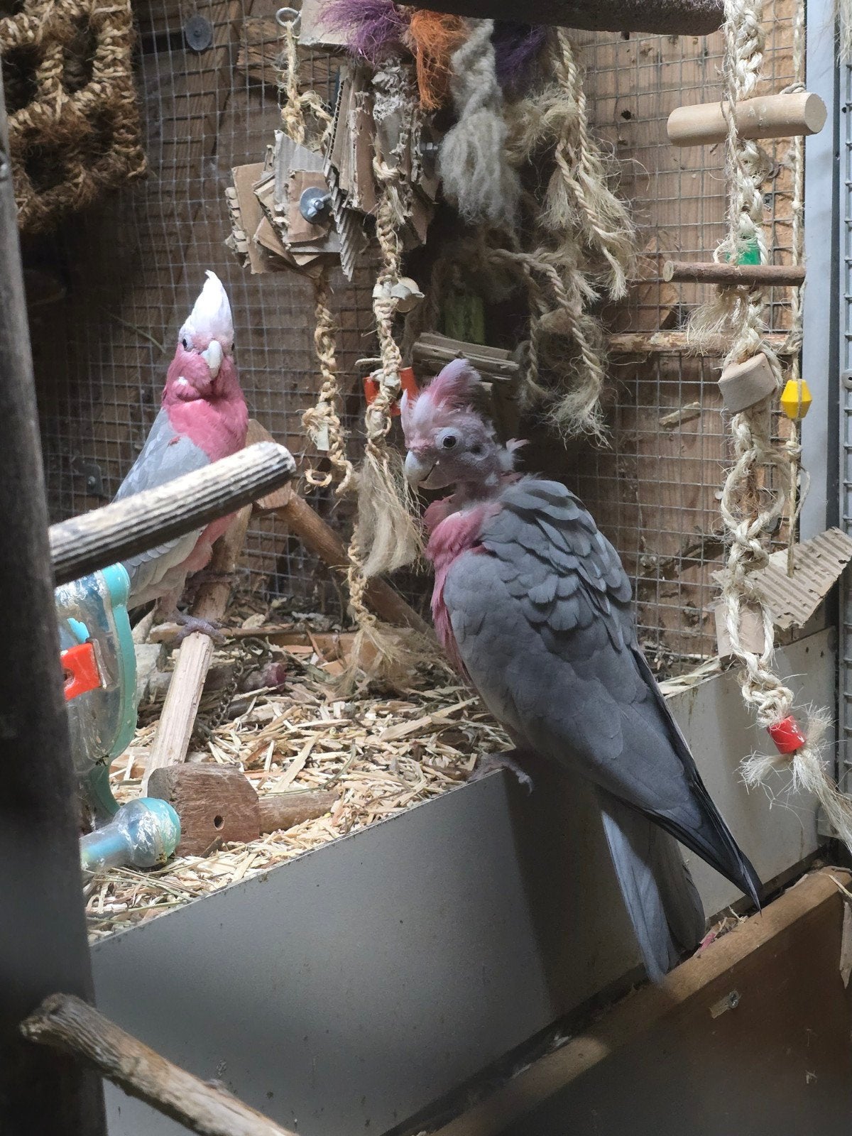 Koppel roze kaketoes m/v te koop, Dieren en Toebehoren, Vogels | Parkieten en Papegaaien, Meerdere dieren, Parkiet