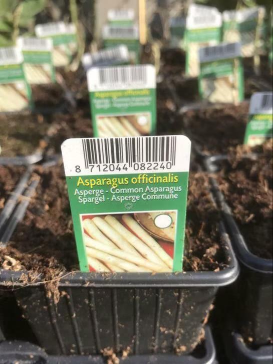 Asperge planten verschillen rassen, Tuin en Terras, Planten | Tuinplanten, Ophalen of Verzenden, Overige soorten, Volle zon