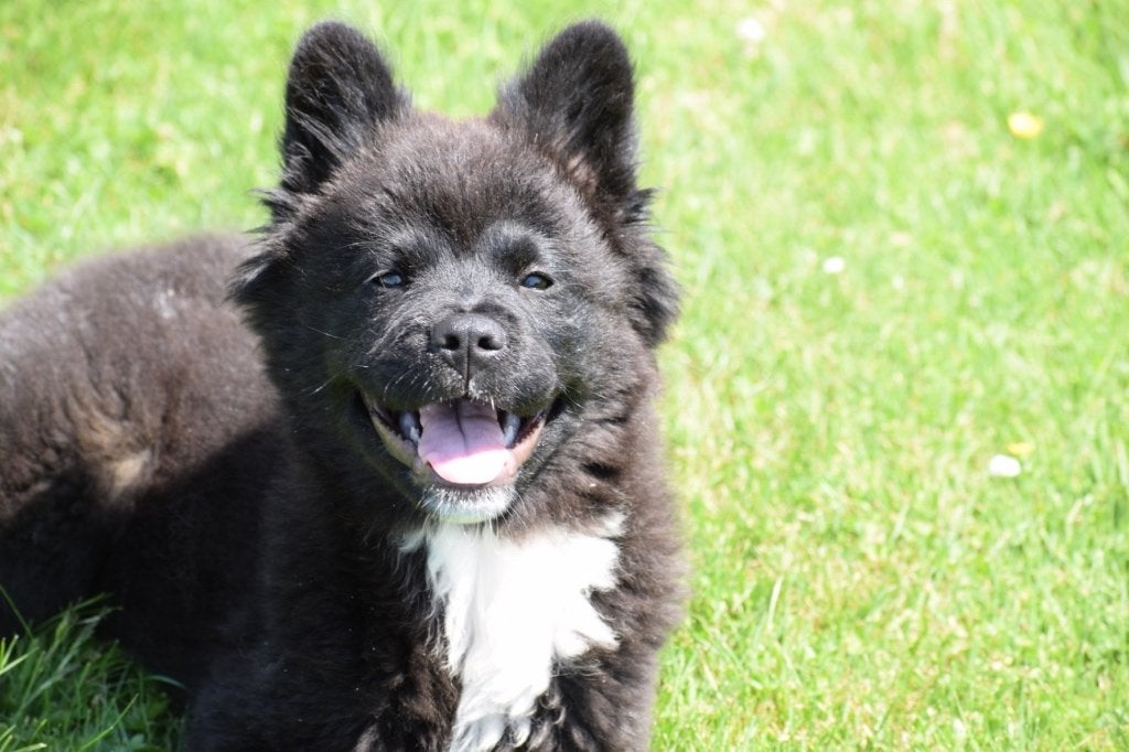 Akita x franse bulldog kruising pups, België, 15 weken tot 1 jaar, Meerdere, Meerdere dieren