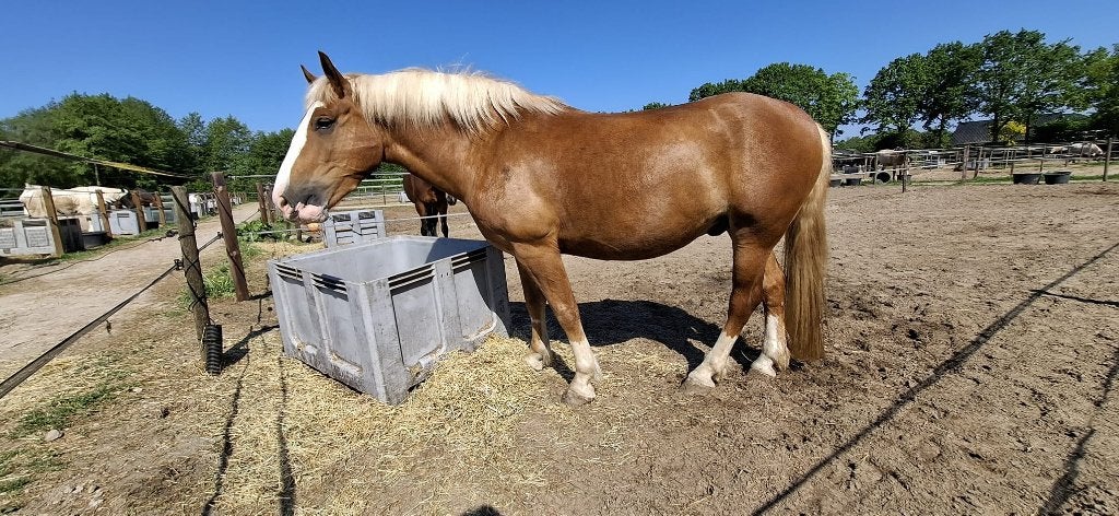 5-jarige Schwarzwalder Fuchs ruin beleerd/betuigd, Ruin, Recreatiepaard, Met stamboom, 3 tot 6 jaar