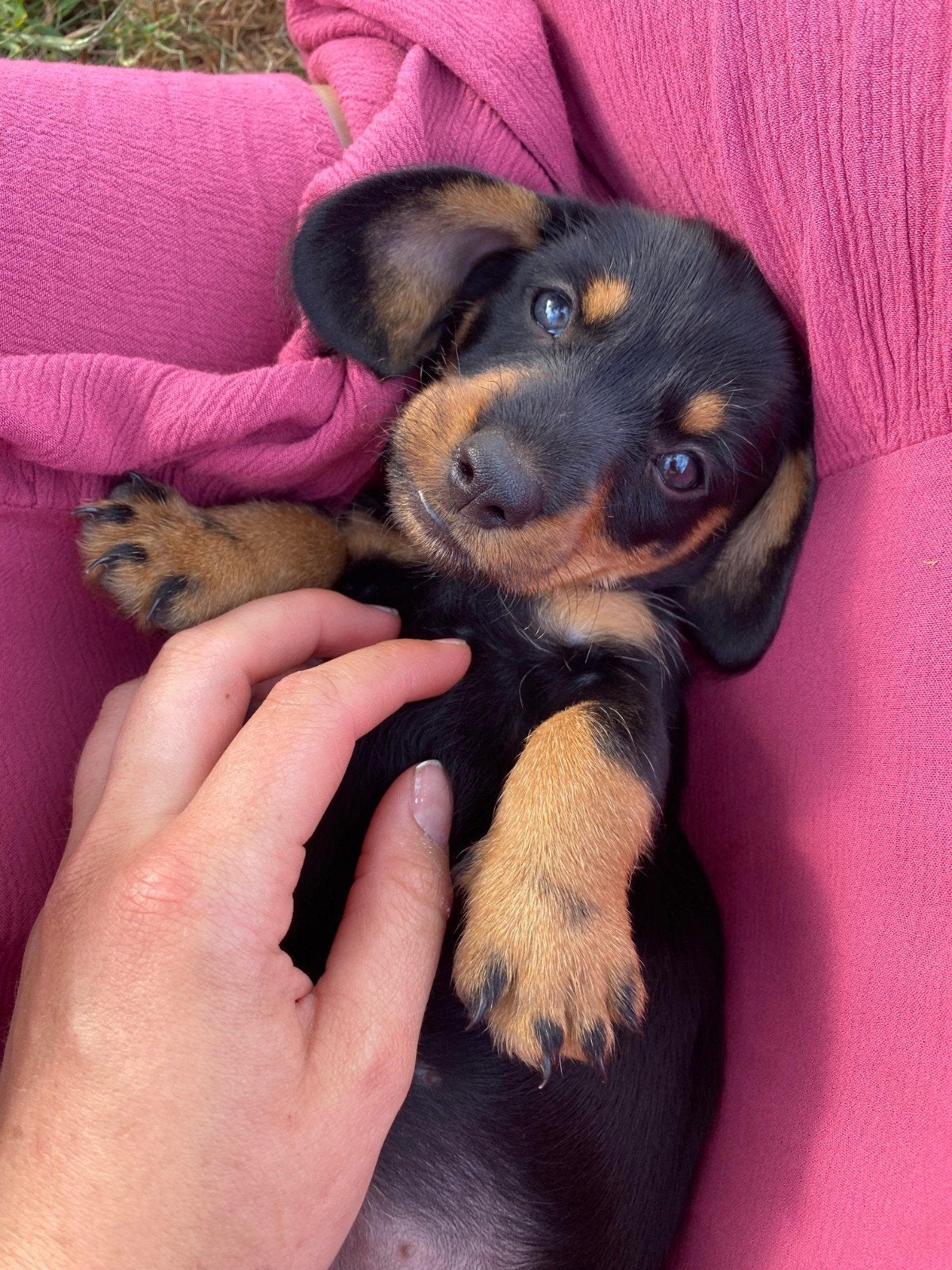Prachtige dwerg teckel pup, Parvo, 8 tot 15 weken, Korthaar, Dwerg