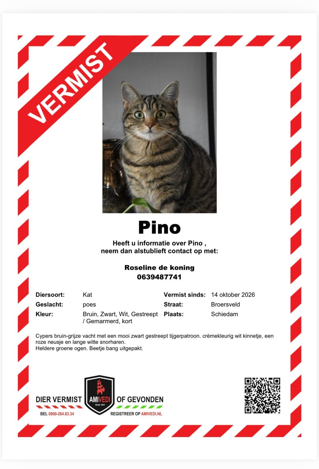 Vermsite poes pino * niet te koop**!!! cyperse kat