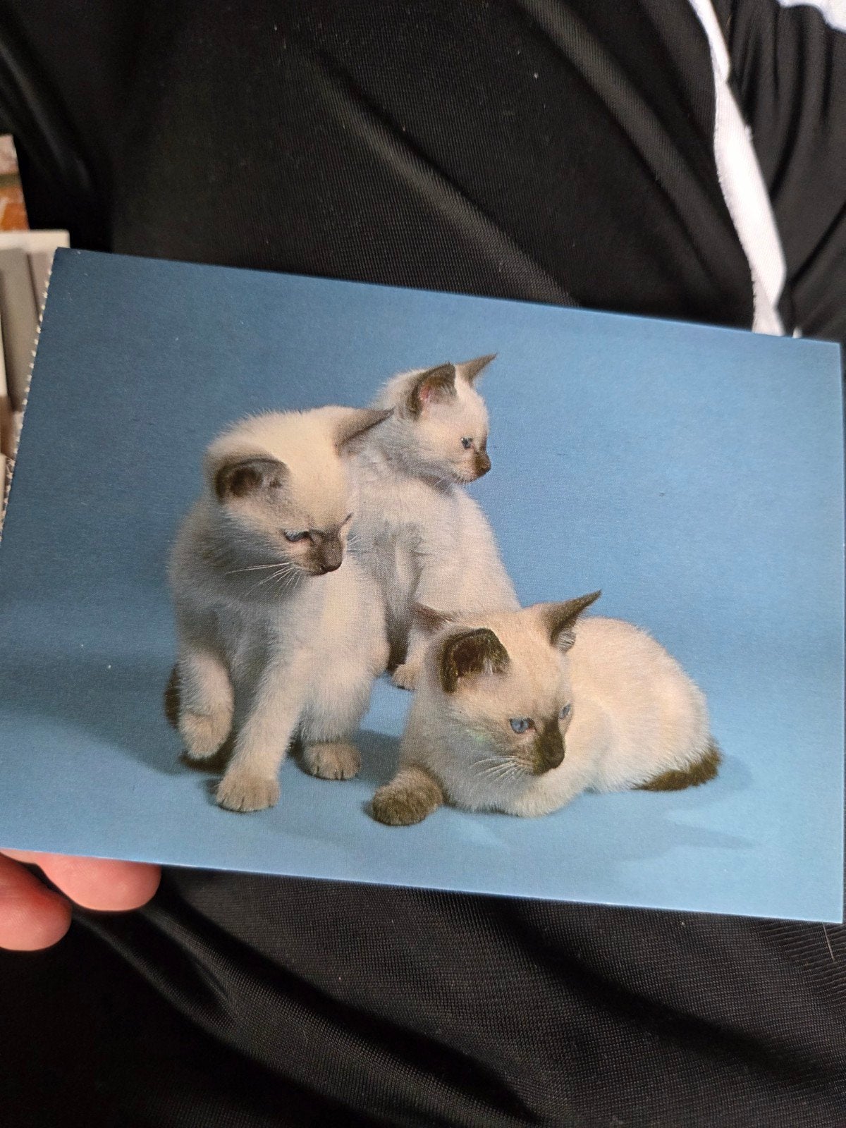 Ansichtkaart met drie schattige Siamese kittens, Ophalen of Verzenden, 1980 tot heden, Ongelopen
