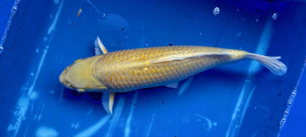 Koi ginrin yamabuki, Dieren en Toebehoren, Vissen | Vijvervissen, Karper of Koi