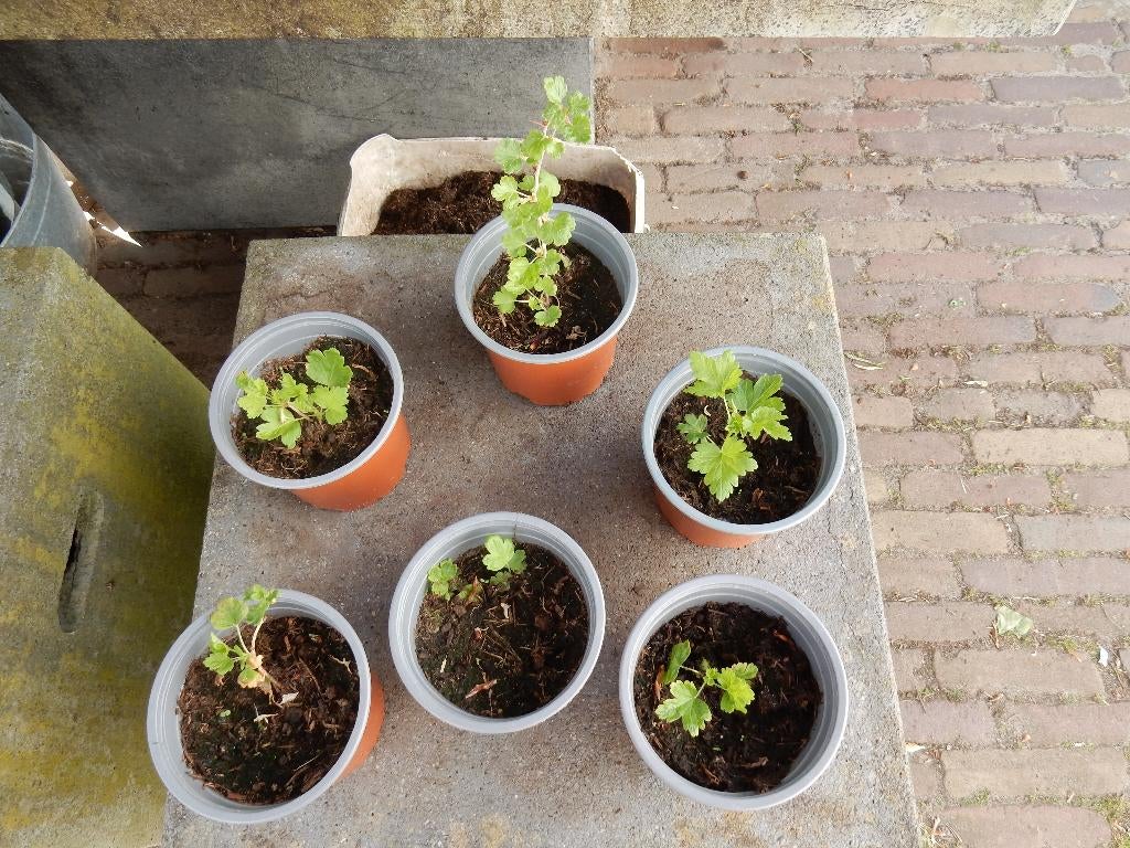 KRUISBES.  WIT, Ophalen, Vaste plant, Halfschaduw, Fruitplanten