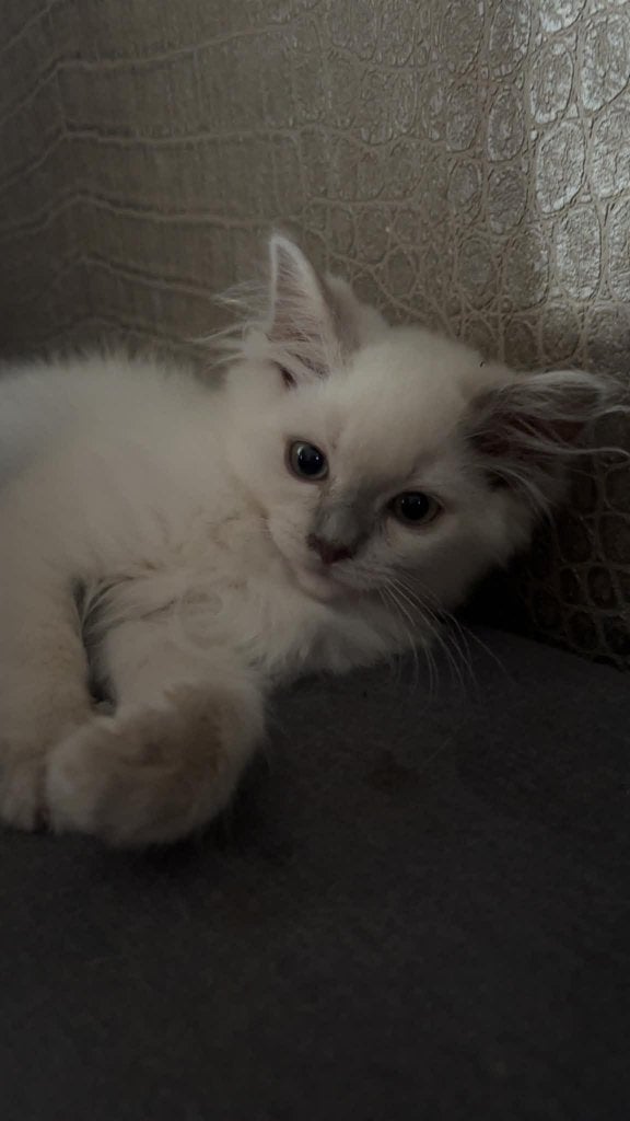Lieve en sociale kittens Ragdolls  (Blue Point & Blue Mink), Meerdere dieren, Gechipt, 0 tot 2 jaar