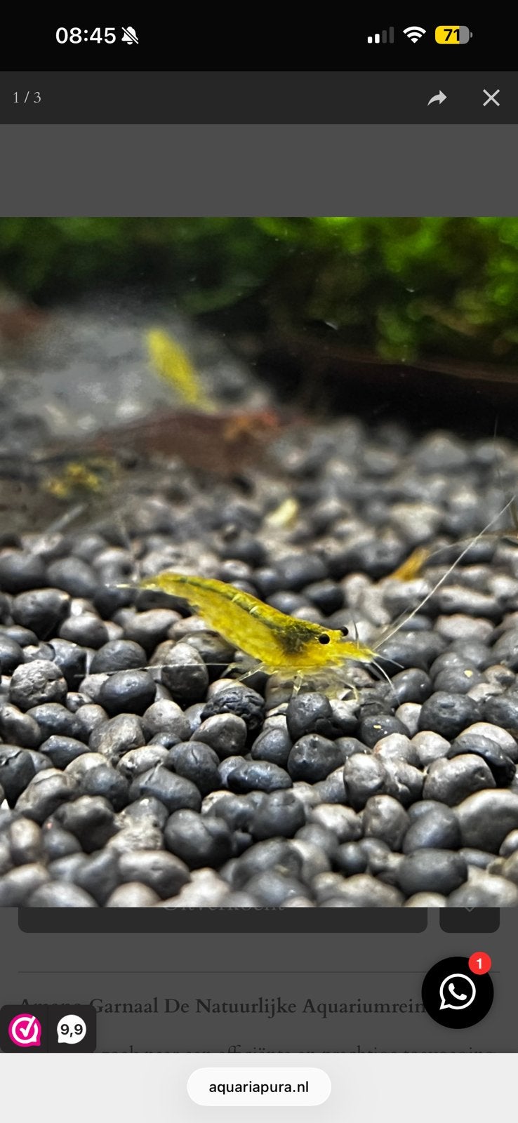Japonica. Garnalen. Verschilden kleuren, Dieren en Toebehoren, Vissen | Aquariumvissen, Vis, Zoetwatervis, Schoolvis