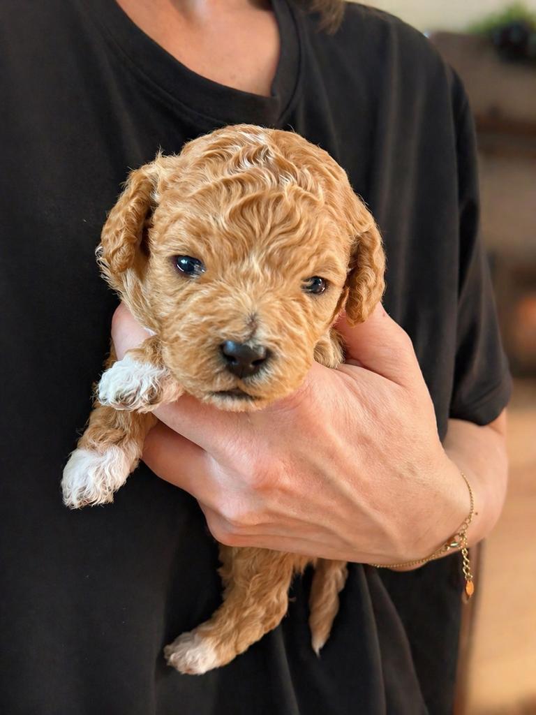 Mini poedel x Cockapoo, Dieren en Toebehoren, Honden | Niet-rashonden, Parvo, 8 tot 15 weken, Meerdere, Meerdere dieren