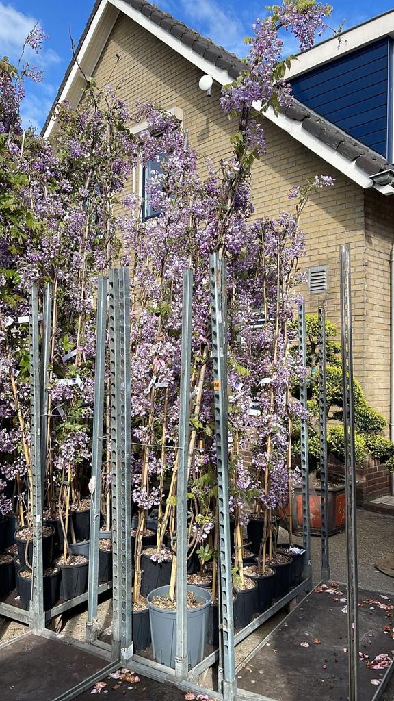 Wisteria ikoyama fuji  blauwe regen dikke  vol bloem, Tuin en Terras, Planten | Bomen, Overige soorten, 100 tot 250 cm, Volle zon