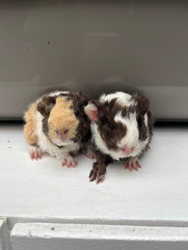 2 knappe alpaca cavia broertjes, Dieren en Toebehoren, Cavia, Mannelijk, Mei, Tam