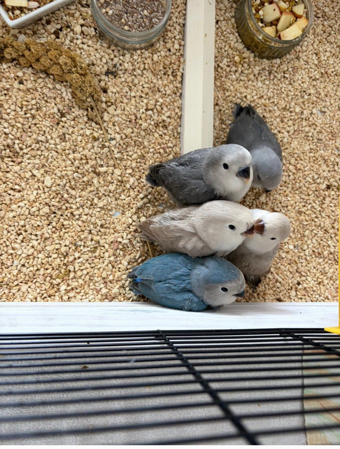 Handtamme Agapornis, Geslacht onbekend, Dwergpapegaai of Agapornis, Tam