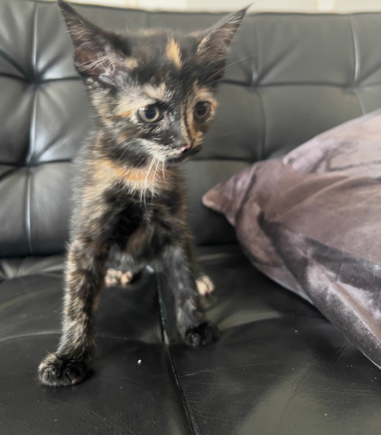 5 kittens , 5 poezen ( vrouwelijk ), Poes, 0 tot 2 jaar