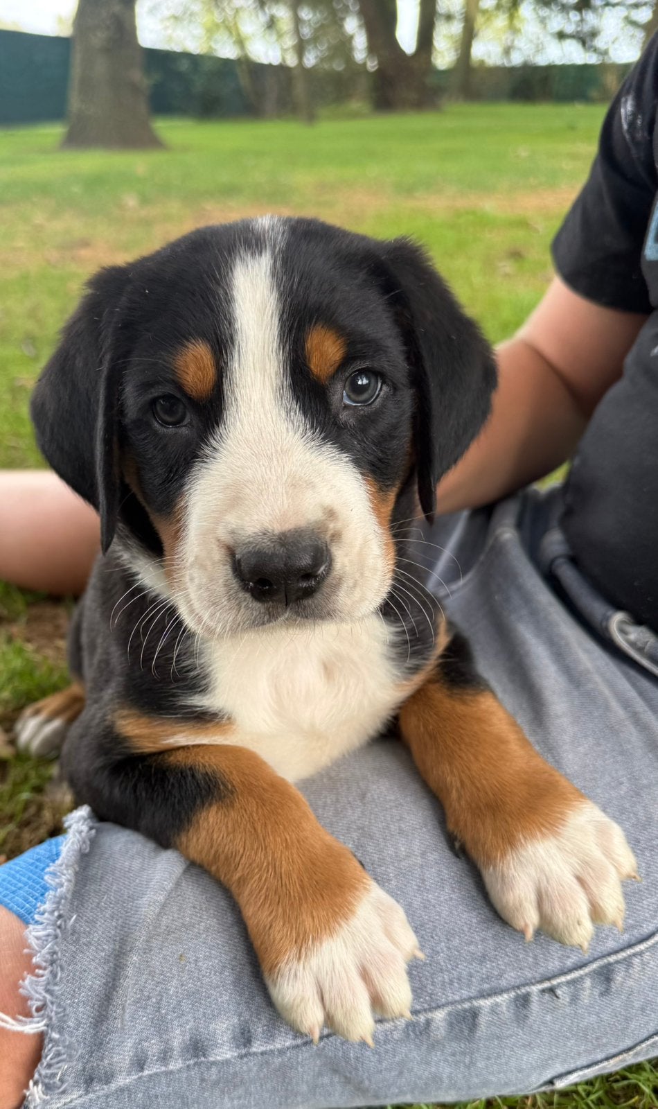 Prachtige Grote Zwitserse Sennenpup reutjes met stamboom, Parvo, Meerdere, Meerdere dieren, Nederland