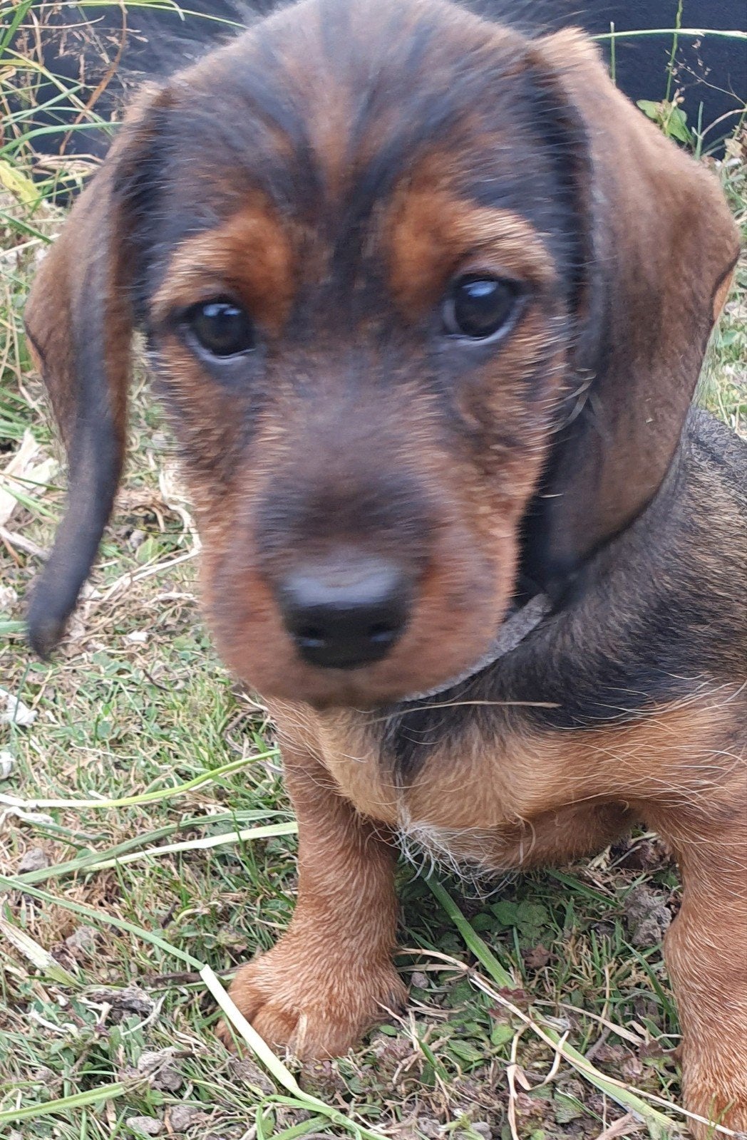 Mooi, lief en slim standaard ruwhaar teckelpup teefje, Parvo, Standaard, 8 tot 15 weken, Teef