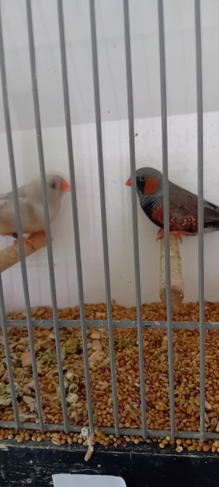 te koop koppel zebravinken, Dieren en Toebehoren, Vogels | Overige Vogels, Meerdere dieren