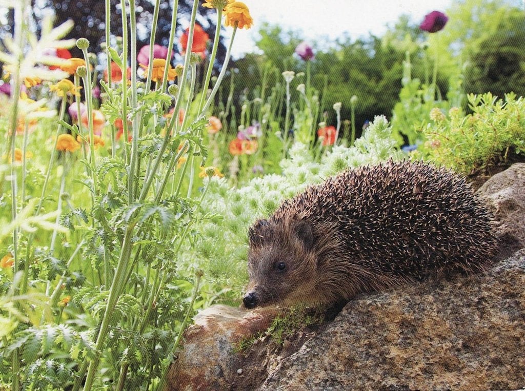 Egel in de natuur 274, Verzenden, 1980 tot heden, Gelopen, Knaagdier