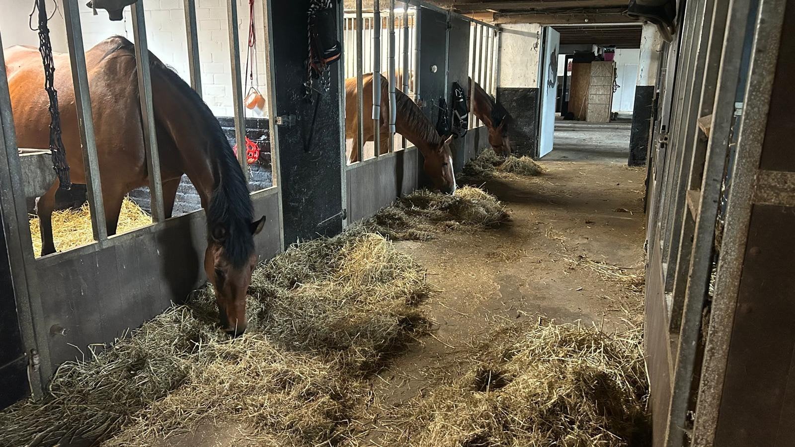 Te huur paardenboxen