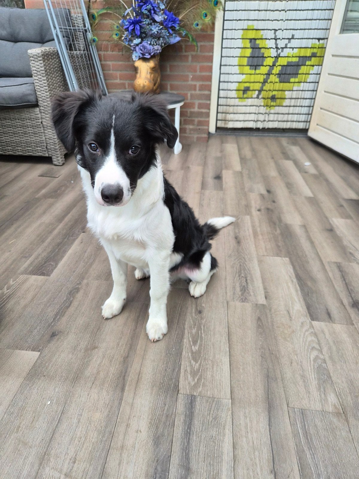 Australian Shepherd x Border-stabij pup, Dieren en Toebehoren, Honden | Niet-rashonden, Groot, Reu, Particulier, Eén hond, Nederland