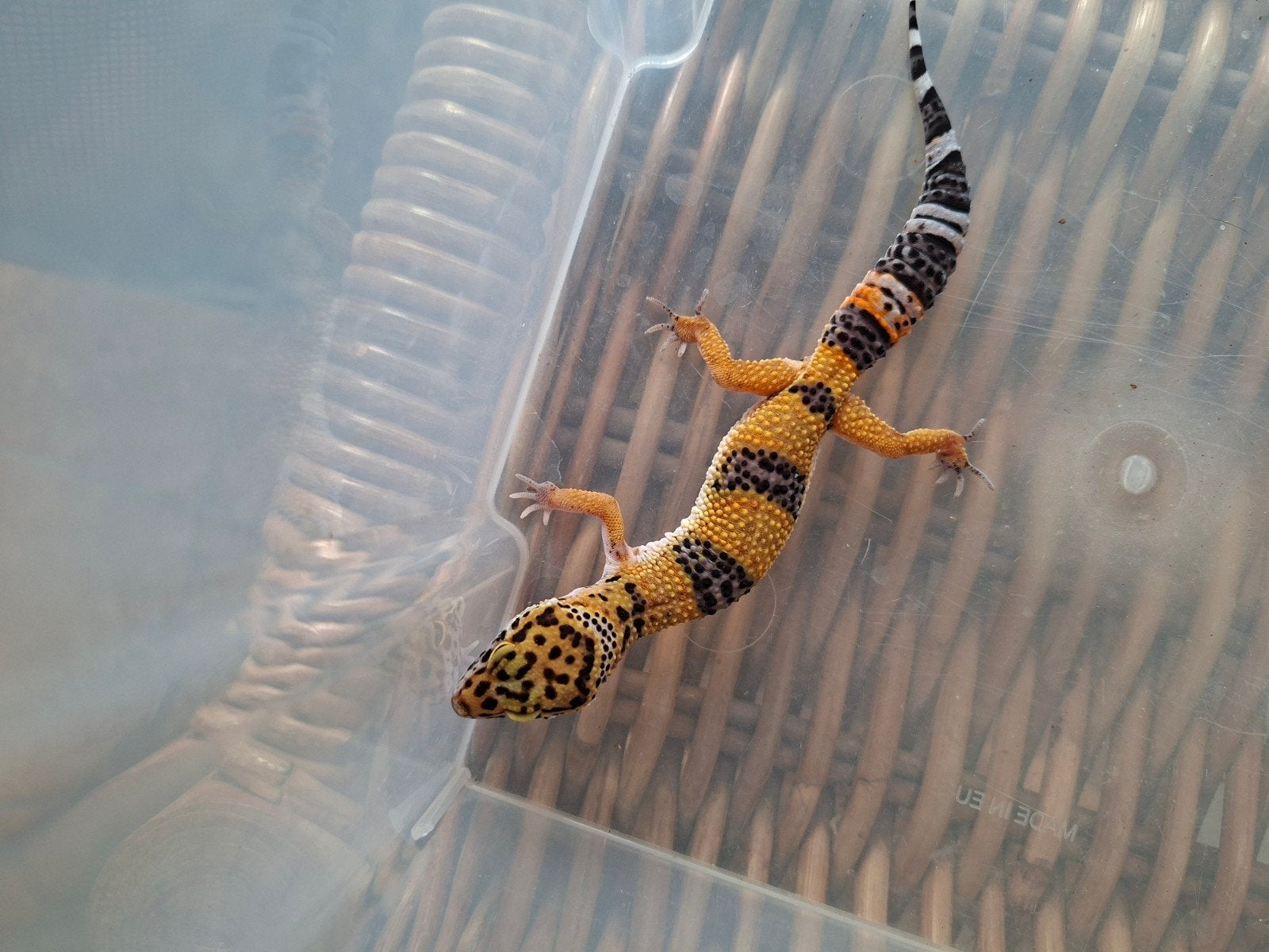 Eublepharis Macularius luipaardgekko man en vrouwen te koop Leopard Gecko photo 5