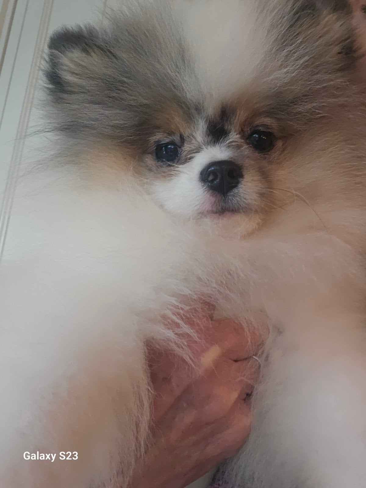 elite pomeranian reutje  4.5  mnd is al.in Nederland  ‼️, Keeshond, 15 weken tot 1 jaar, Eén hond, Reu