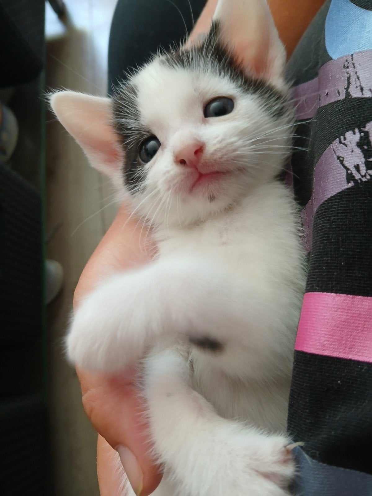 nog 5 over /super lieve aanhankelijke kittens zoeken gouden, Meerdere dieren