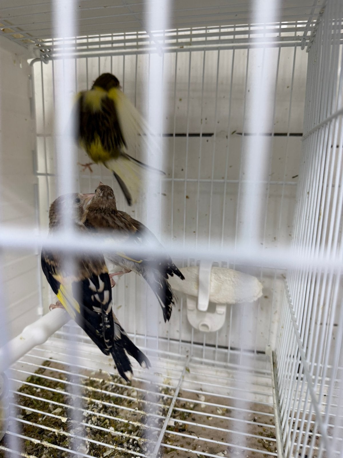 Major putters, Meerdere dieren, Wildzangvogel
