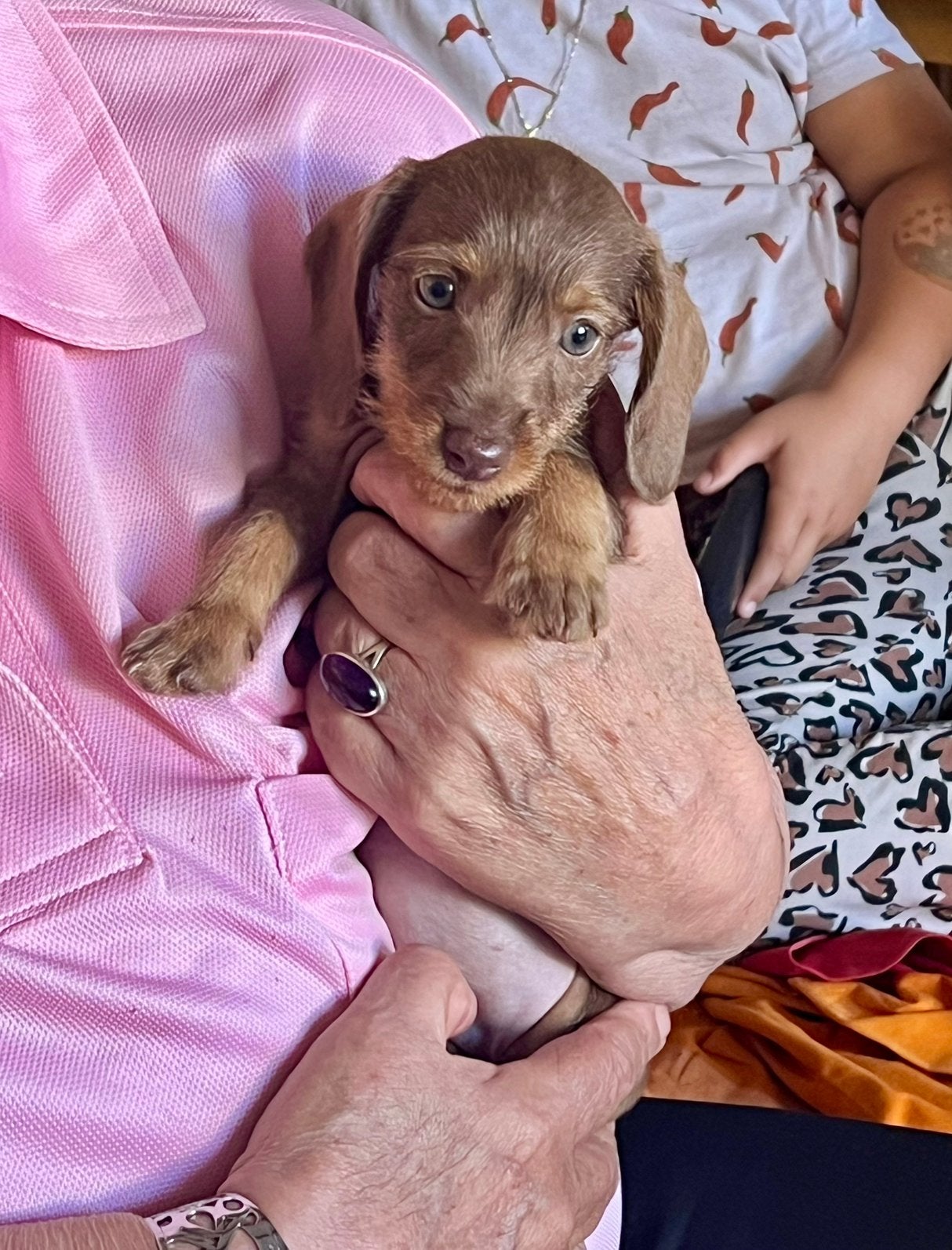 🩷🩷💙 dwergteckel dwerg teckel pups mogen verhuizen 💙🩷🩷, Dieren en Toebehoren, Parvo, 8 tot 15 weken, Korthaar, Dwerg