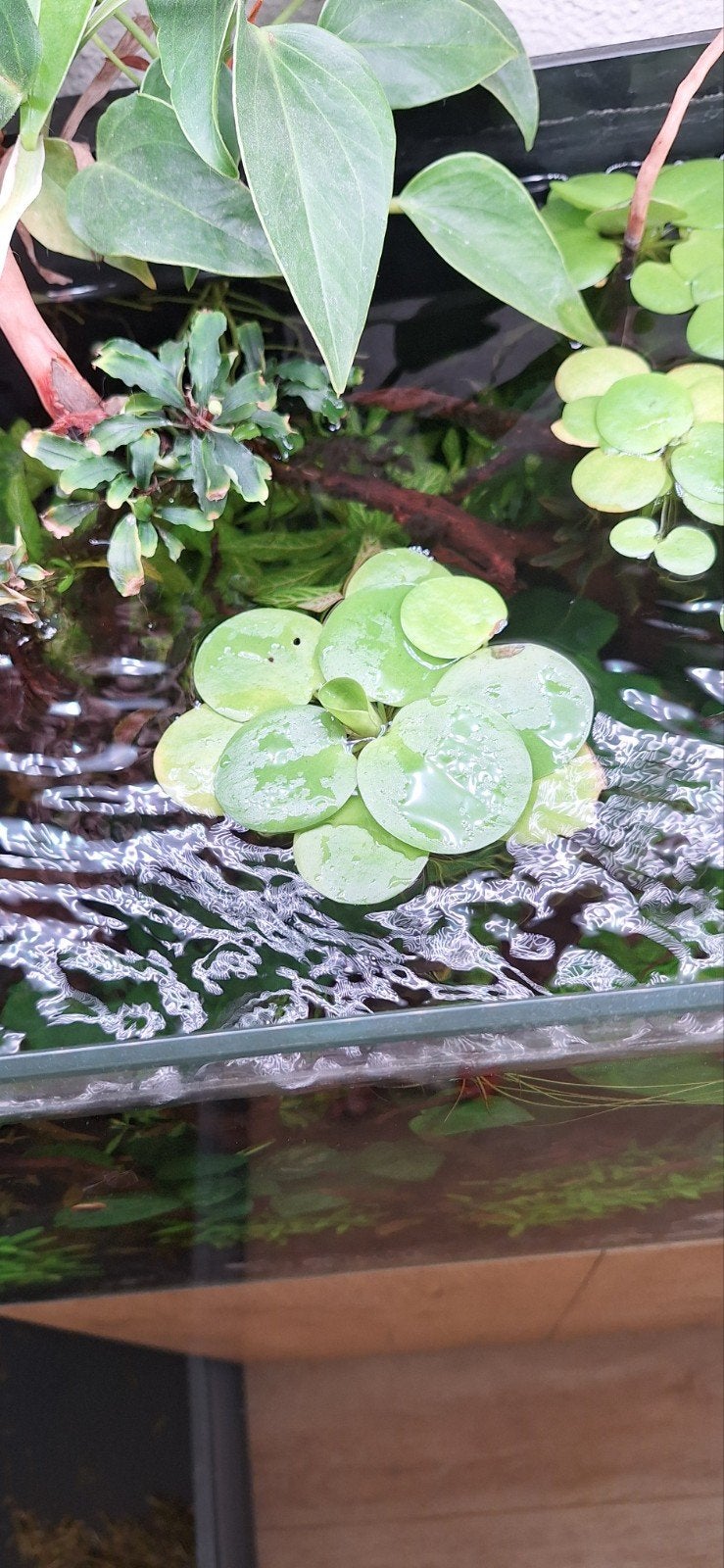 Stekken van drijfplanten, Dieren en Toebehoren