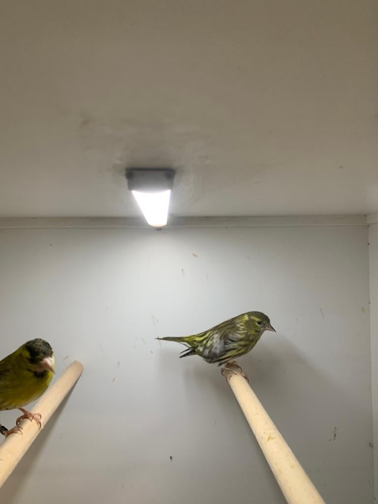 europese sijsjes, Dieren en Toebehoren, Meerdere dieren, Wildzangvogel