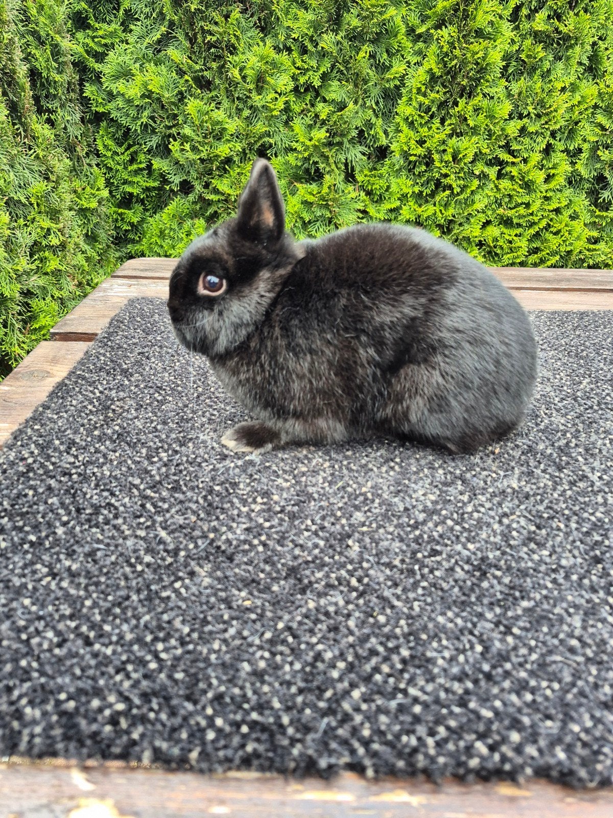 Kleurdwerg voedster, Dieren en Toebehoren, Konijnen, Vrouwelijk, Dwerg