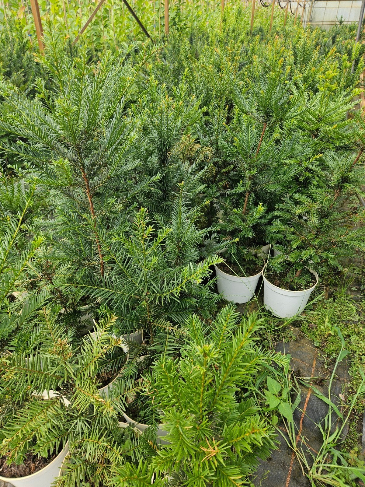 Taxus baccata te koop!, Ophalen, Taxus, Haag, Minder dan 100 cm