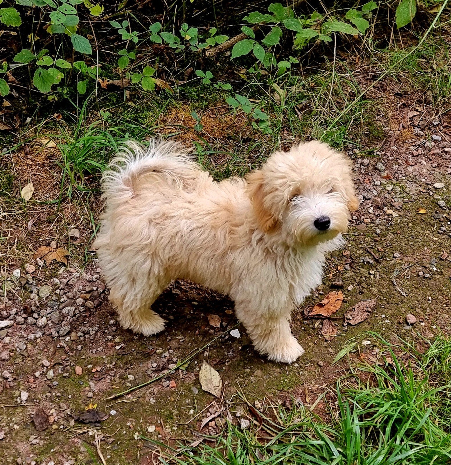 Prachtige jonge (maltipoo) reu, 15 weken tot 1 jaar, CDV (hondenziekte), Eén hond, Nederland
