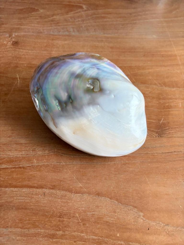 Reuze mosselschelp, Ophalen of Verzenden, Schelp(en)