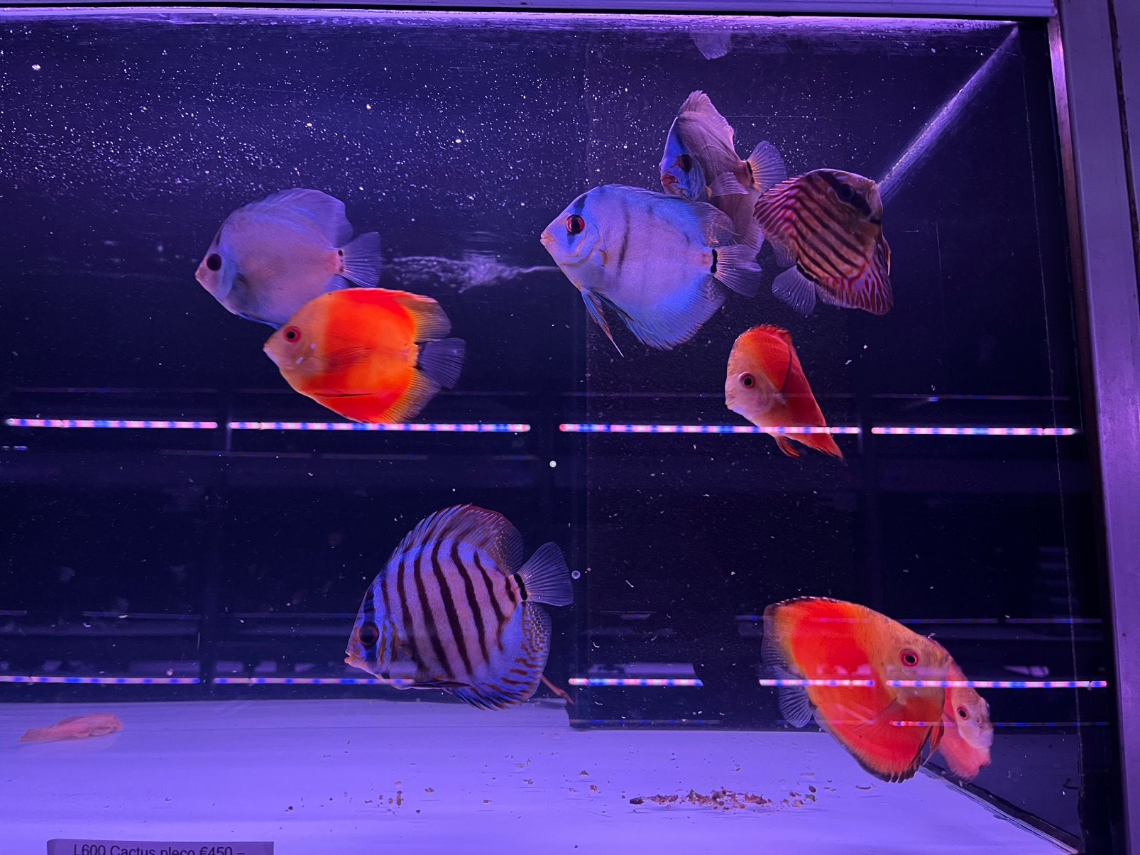 Discus L, Dieren en Toebehoren, Vis