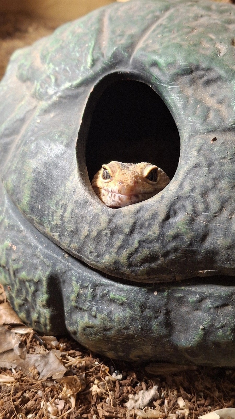 Luipaardgekko koppel Mufassa en Sarabi, Dieren en Toebehoren, Hagedis, 3 tot 6 jaar