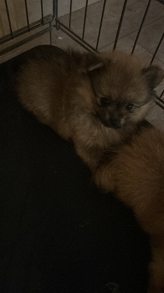 Pomeriaan, Dieren en Toebehoren, Honden | Chihuahua's en Gezelschapshonden, Parvo, Overige rassen, 8 tot 15 weken, Teef