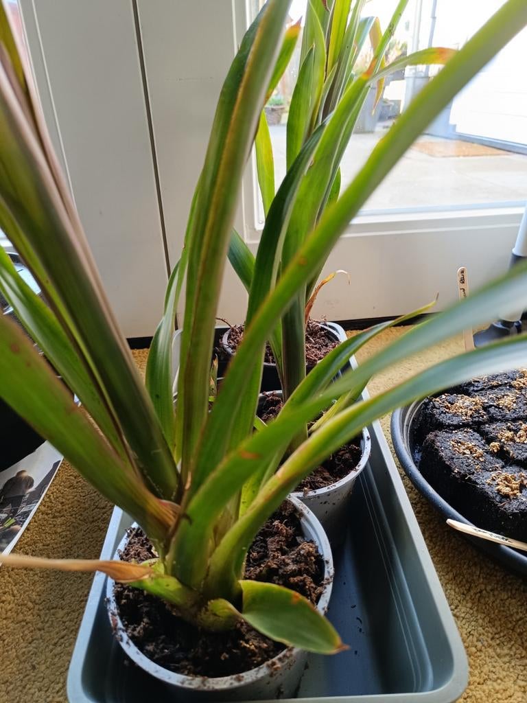 Bromelia kamerplant - Tropische sfeer in huis, Ophalen, Overige soorten, Halfschaduw, In pot