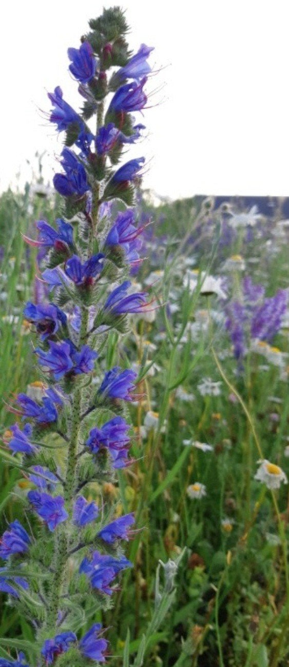 Slangenkruid   inheemse plant, Overige soorten, Volle zon, Ophalen of Verzenden, Tweejarig