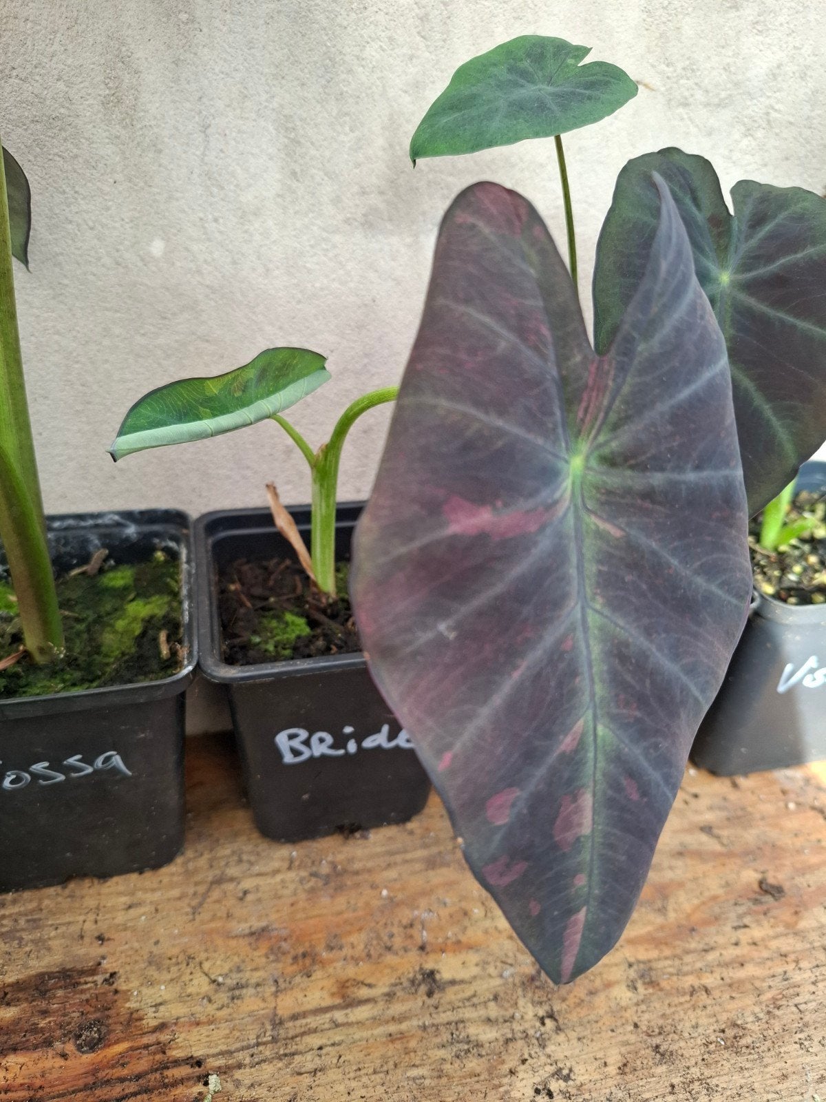 Colocasia, verschillende soorten, Ophalen of Verzenden, Overige soorten