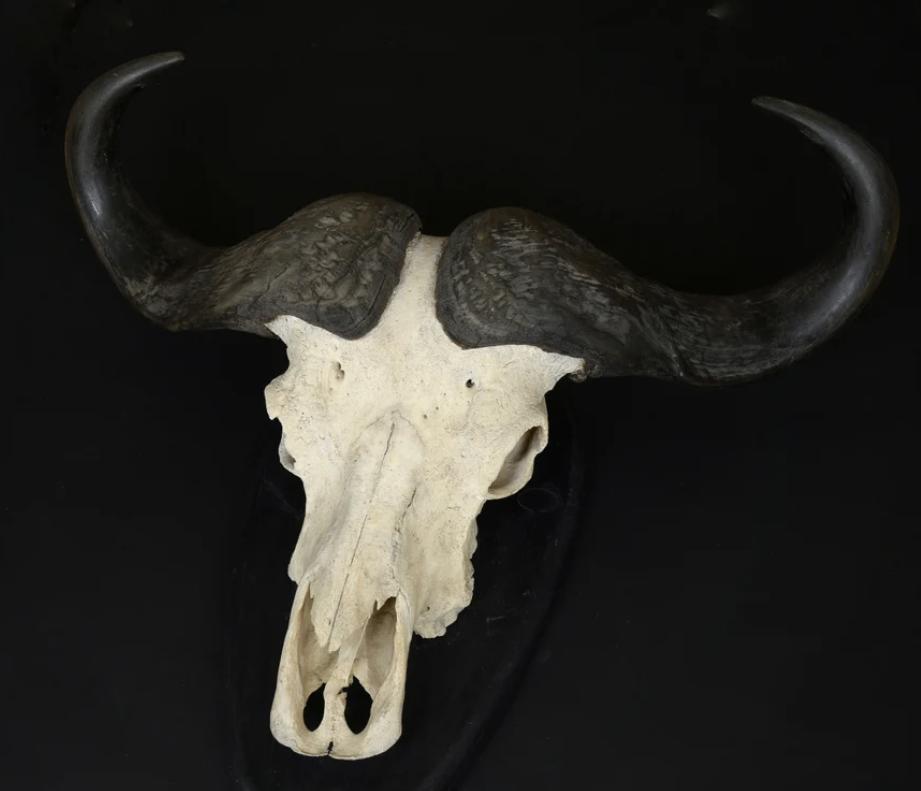 Grote Kaapse Buffel schedel, Antiek en Kunst, Curiosa en Brocante, Ophalen of Verzenden