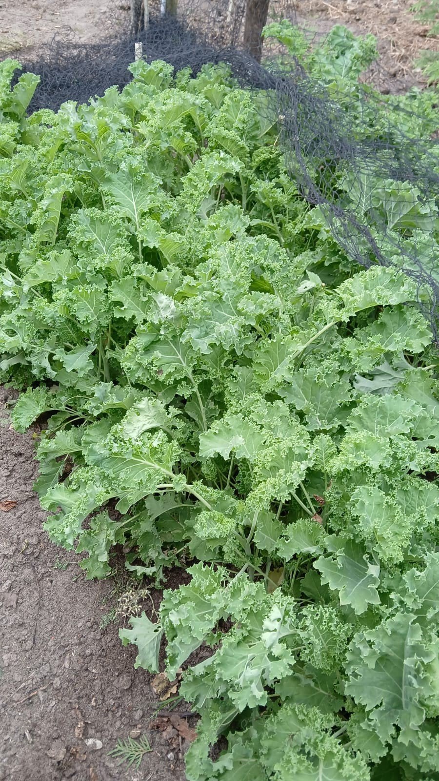 Boerenkoolplanten 25 voor €5, Ophalen of Verzenden, Groenteplanten