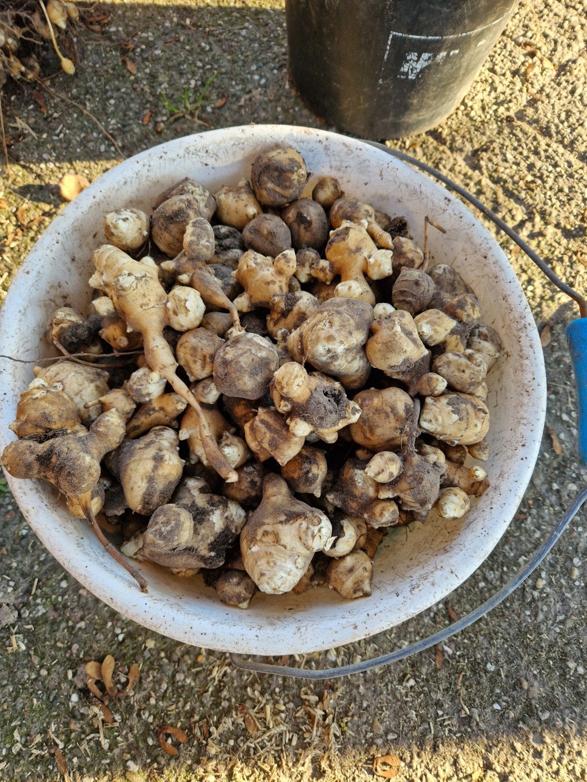 Aardperen biologisch, Ophalen