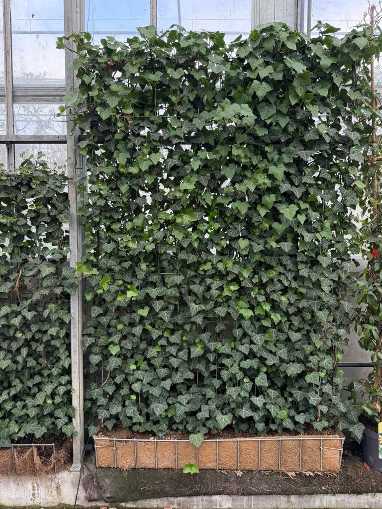 Hedera ‘Woerner’ haagelement 120x180, Tuin en Terras, Ophalen, Overige soorten, Haag, 100 tot 250 cm