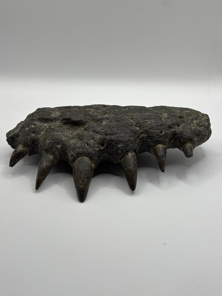 Crocodylus siamensis kaakstuk Java, Ophalen of Verzenden, Fossiel