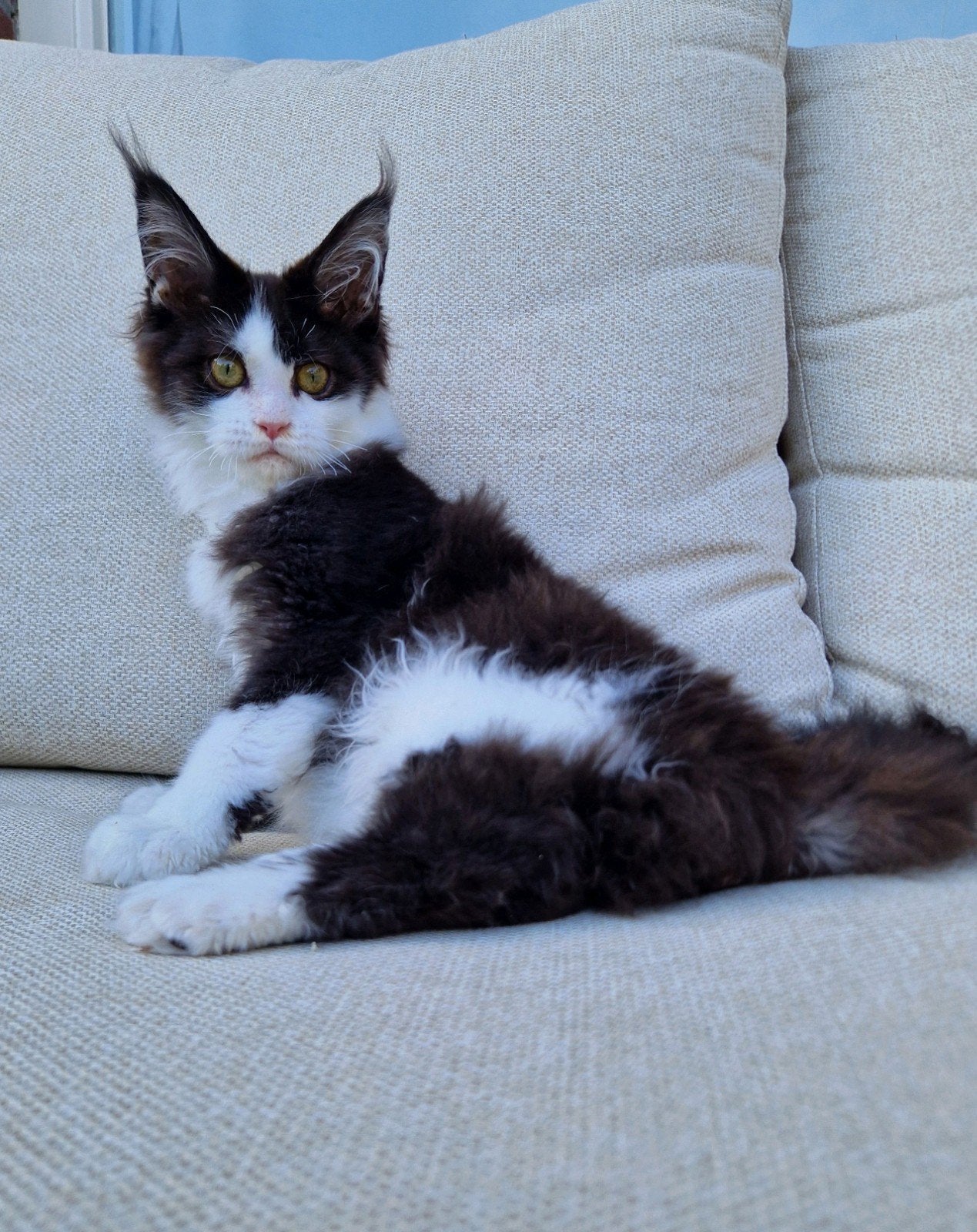 Maine coon poesje beschikbaar 🌸, 0 tot 2 jaar