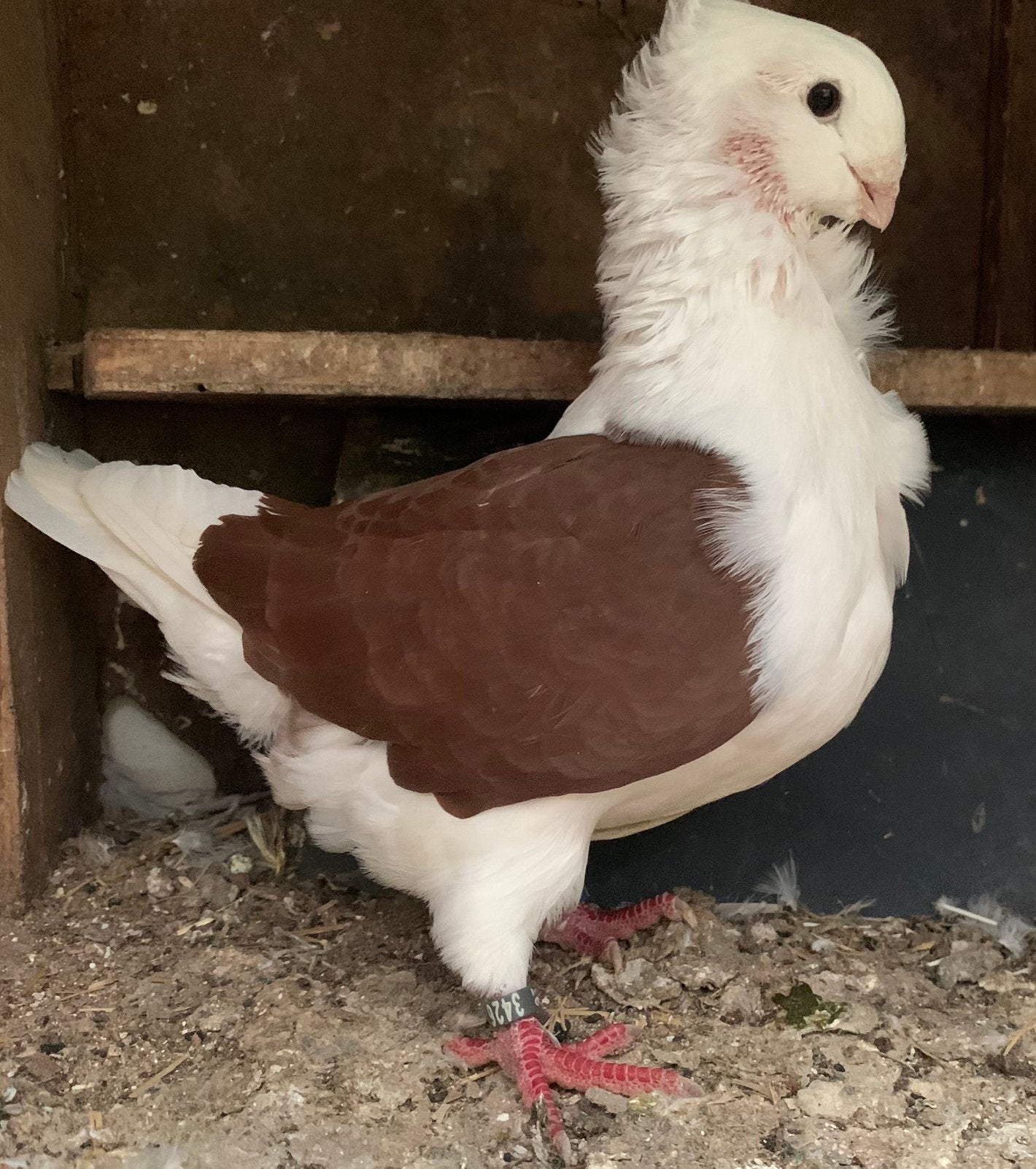 Oudhollandse meeuwen, Dieren en Toebehoren, Vrouwelijk, Overige soorten