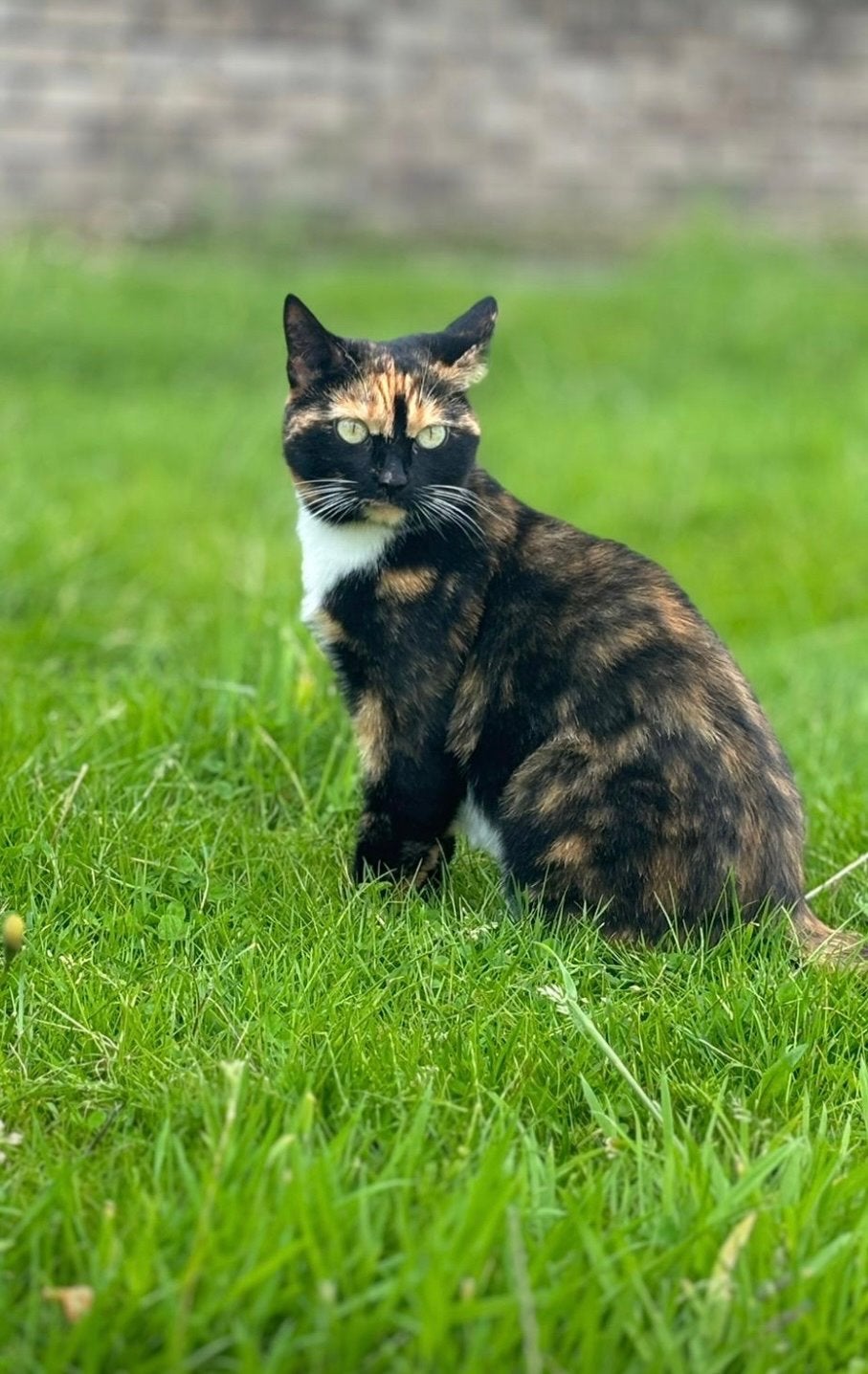 Pablo, Kater