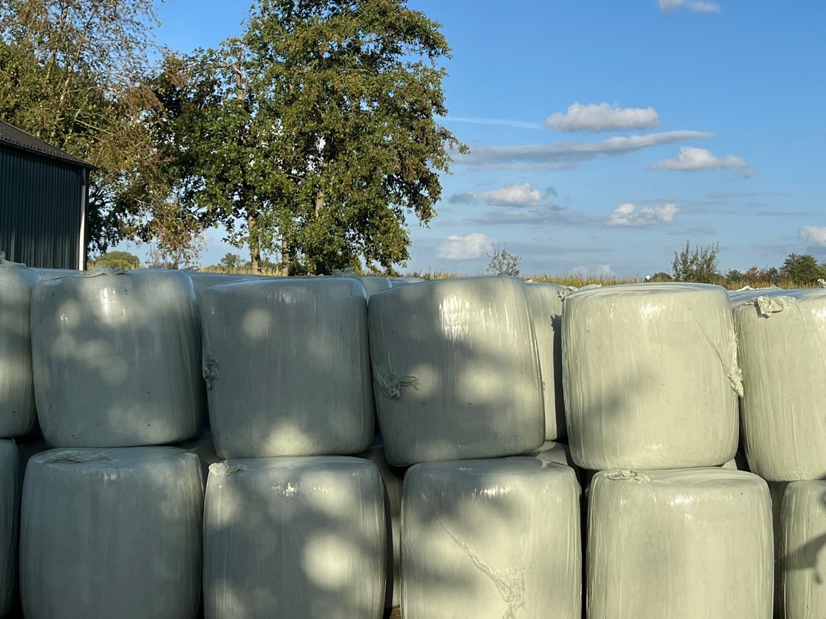 Midi maisbalen, Dieren en Toebehoren, Ophalen